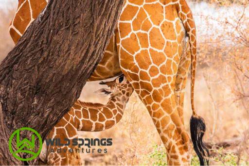 4 Days 3 Nights Meru National Park Kenya Safari